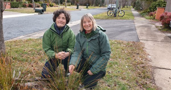 Canberrans can now grow plants, shrubs on nature strips under new guidelines