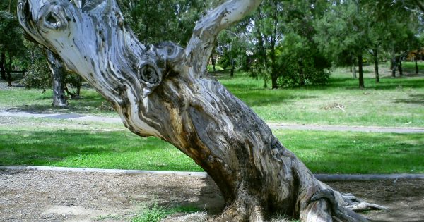 Tougher heritage laws don't go far enough, says Aboriginal custodian