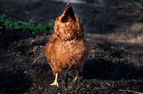 Chook-poo tea hits the spot for young plants