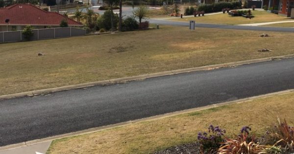 Police investigating kangaroo carnage at Tura Beach