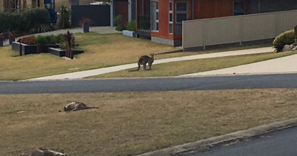 Second person charged over kangaroo deaths at Tura Beach