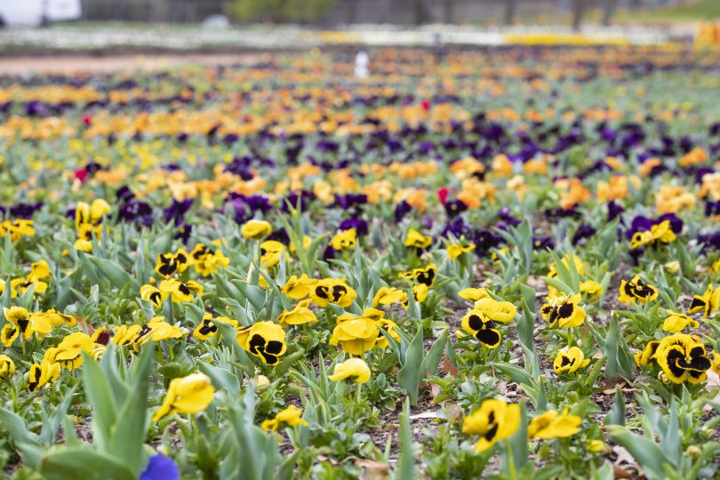 Floriade