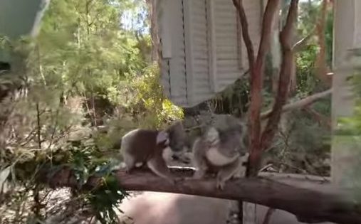 ACT on show as Parks and Conservation launch VR portal