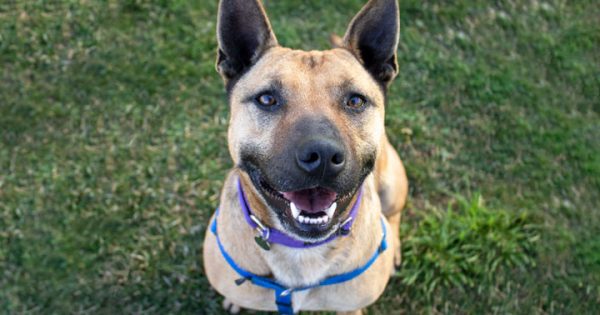 RSPCA's Pets of the Week - Kyon & G2