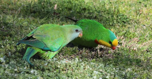 Superb parrots show capital as global standout