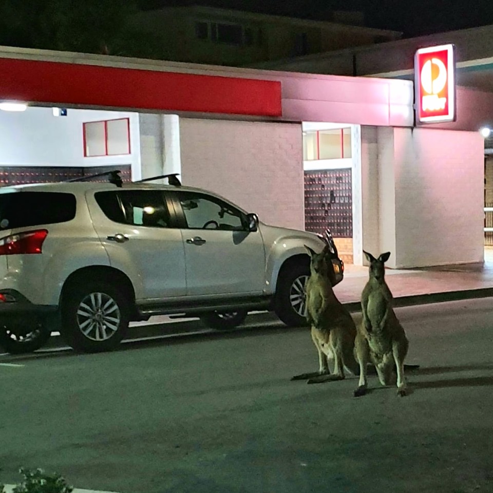 Two urban kangaroos outside the post office.