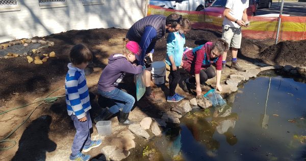 Downer frogs settle into new home, with a little help from their friends