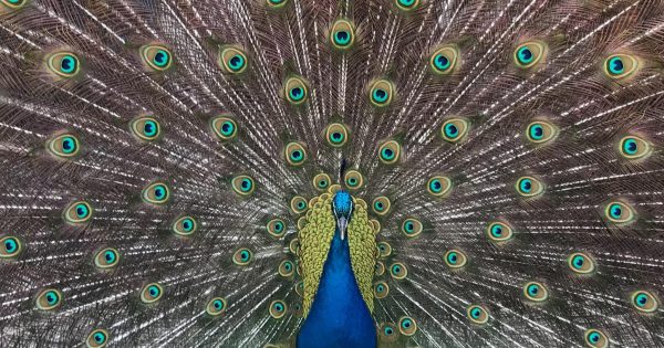 Mating calls put peacocks in eye of the storm
