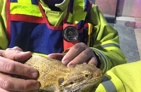 Frilling rescue for lizard at Marist College