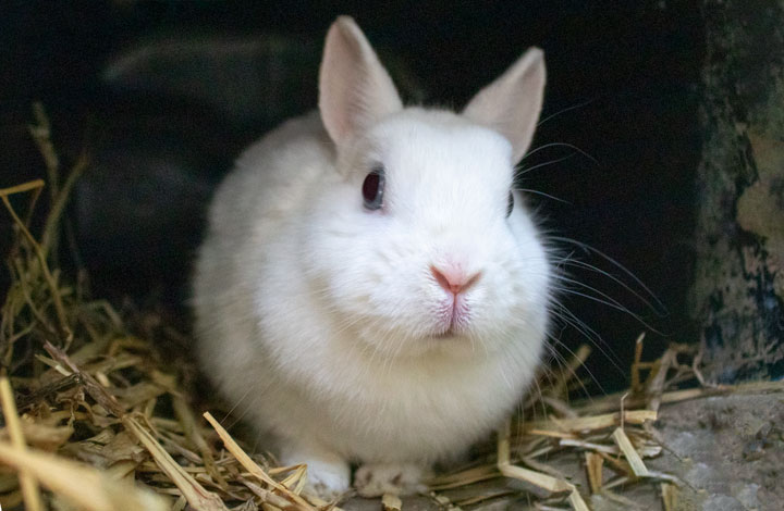 Little Blossom