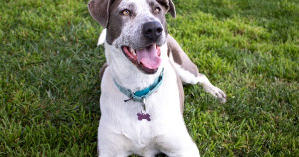 RSPCA's Pets of the Week - Pepper & Possum