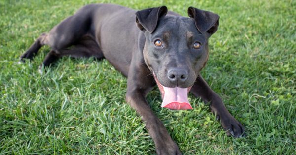 RSPCA's Pets of the Week - Jack & Rosa