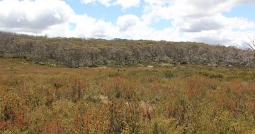 Government management of rural land agreements slammed by Auditor-General