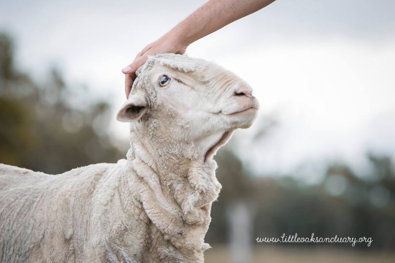 Sheep