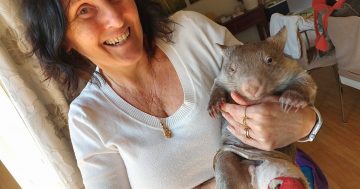 ACT Wildlife struggles to meet the need in tough times