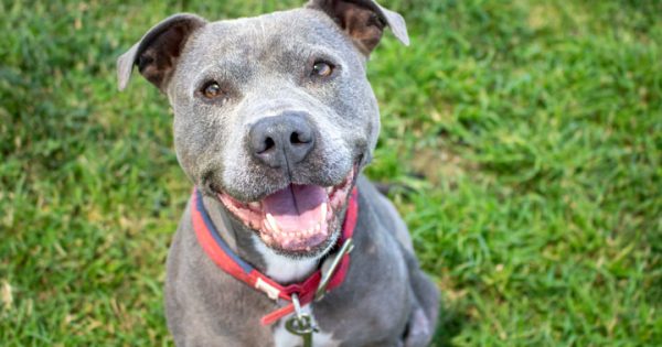 RSPCA’s Pets of the Week – Gem & Mitzy
