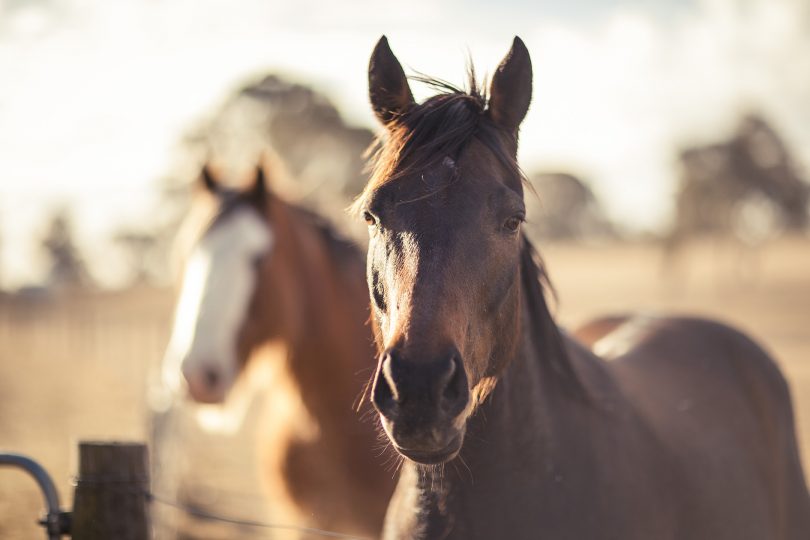 Horses