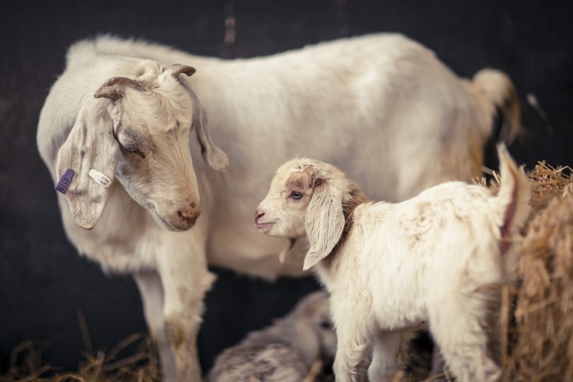 Goat and kid