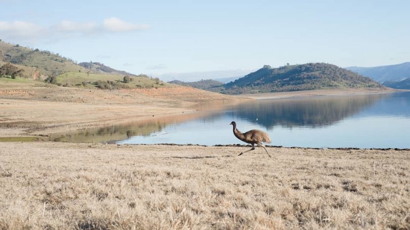 Emu in Kosciuszko National Park