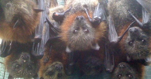 Horrific toll as wildlife bears the brunt of hailstorm