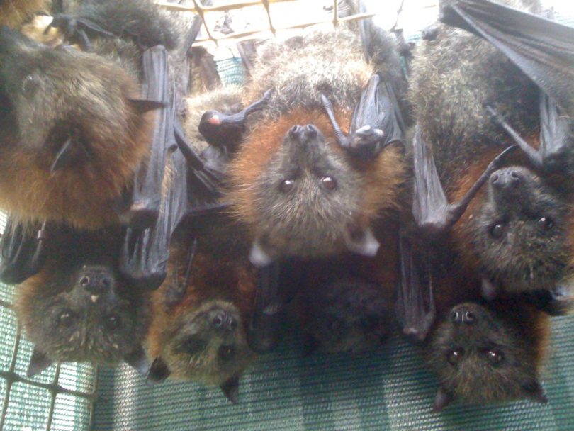 Bats