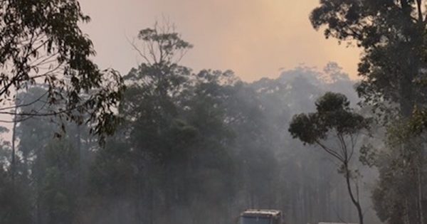 Beekeepers face lean future in fire's aftermath