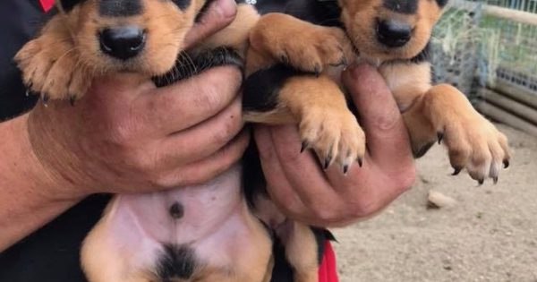 Teaching working dogs to win across a scorched, burned land