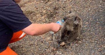 Thirst-quenching relief for a little fella found near Nerriga