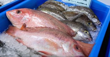 Seafood and eat it - what's fresh this festive season?