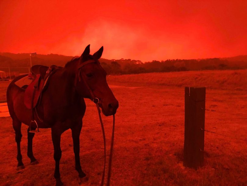 Horse at Tomakin