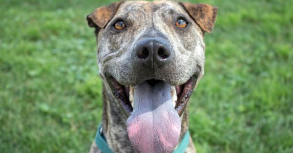 RSPCA’s Pets of the Week – Douglas and Mademoiselle