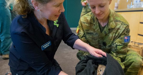 Rescue mission for threatened wildlife at Tidbinbilla
