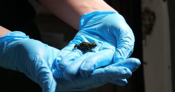 Endangered wildlife returned to Tidbinbilla following fire threat
