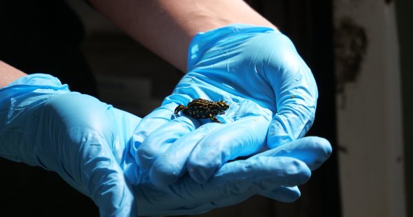 Endangered wildlife returned to Tidbinbilla following fire threat