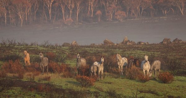 Opponents of Kosciusko brumby cull demand post-fire recount