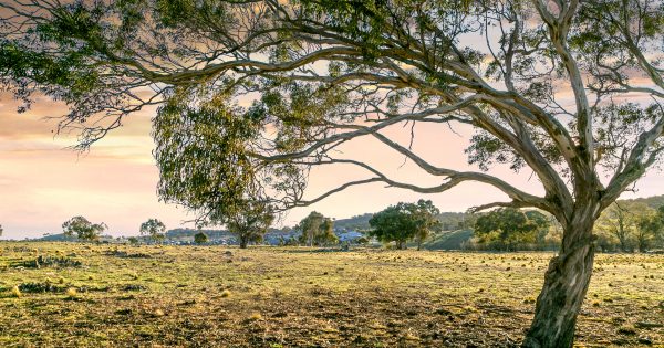 The great Australian dream of a quarter-acre block lives at Googong
