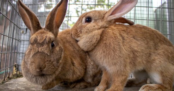 RSPCA’s Pets of the Week – Gabby, Abby and Chandler