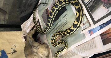 Sawn-off shotgun and python seized in stolen property raid