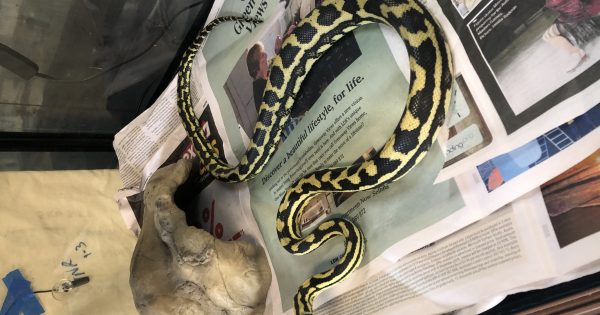 Sawn-off shotgun and python seized in stolen property raid