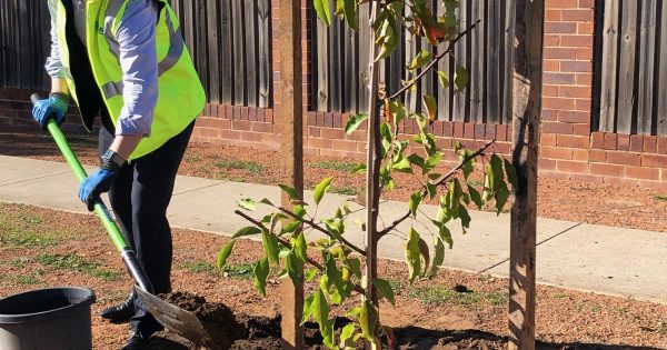 ACT Budget: $14 million for 54,000 trees