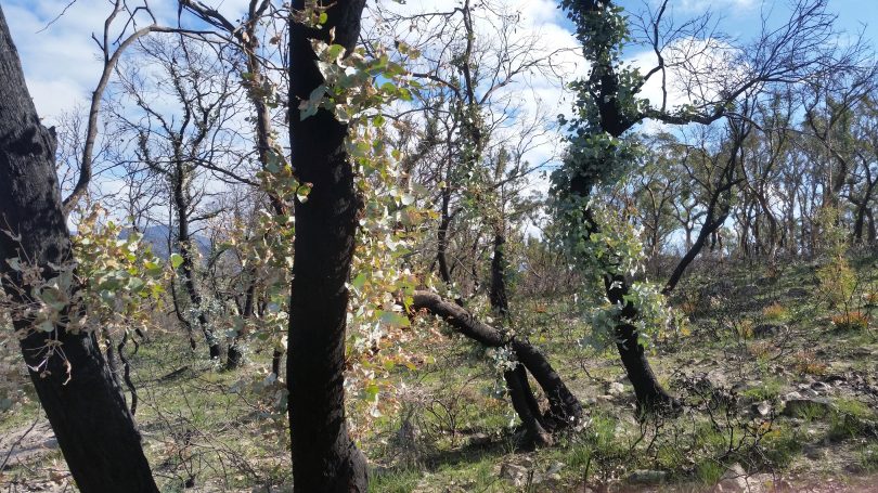 Epicormic growth