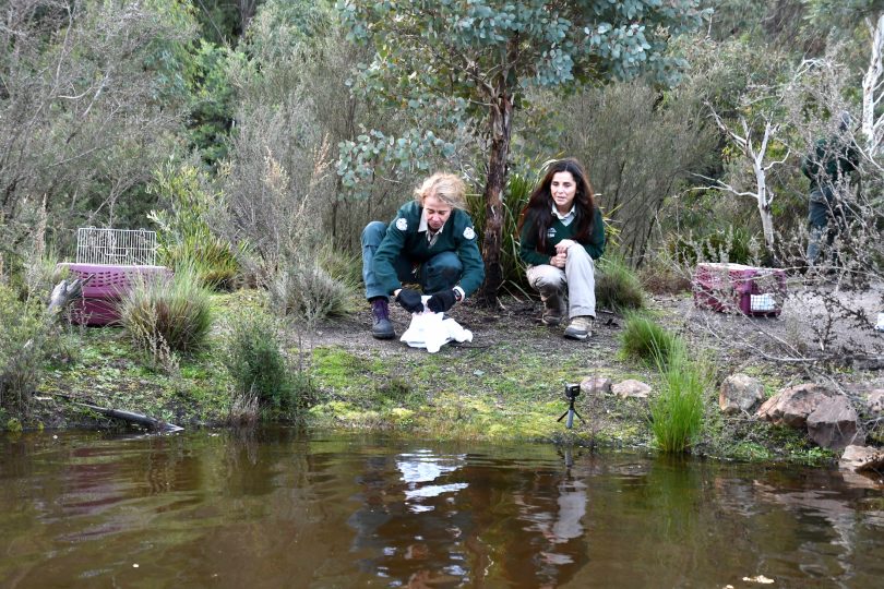 The platypus being released