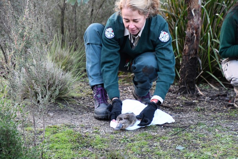 One of the platypus being released