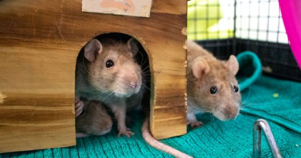 RSPCA’s Pets of the Week – Talulah, Magenta, Janet & Columbia