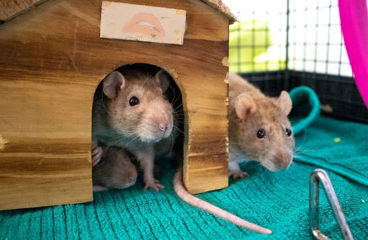 Magenta, Janet & Columbia