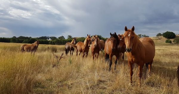 Australian alpine brumbies win reprieve in heated High Country battle