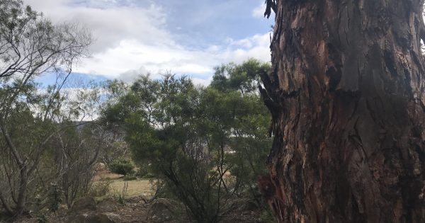 No way to adequately protect ACT's Aboriginal heritage, says planning expert