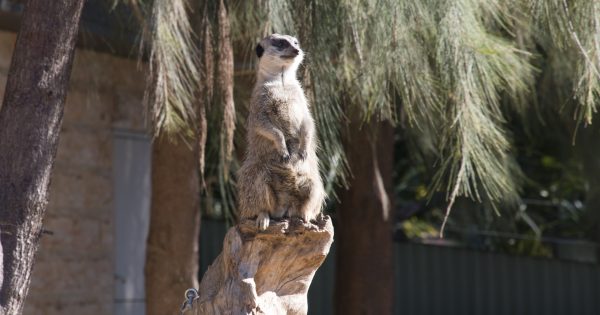Thousands hop into the National Zoo over long-weekend