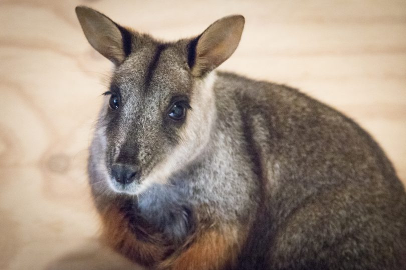 Brush-tailed rock-wallabies