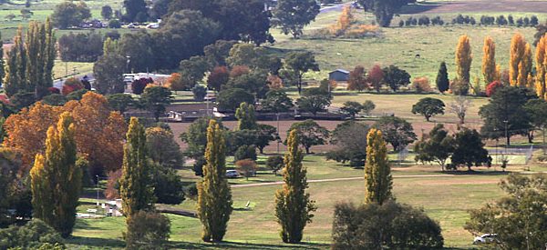 Jugiong's poplars make way for lipstick maples